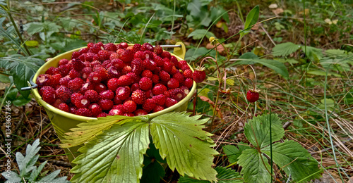 Foto Wild strawberry
