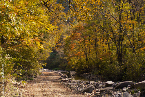 Autumn forest scenery in Northeast China