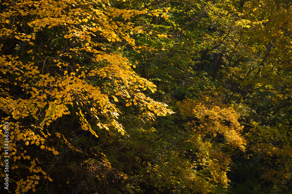 Autumn forest scenery in Northeast China