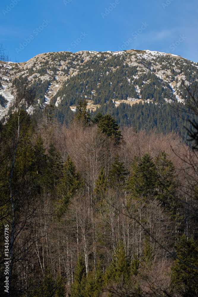 Obraz premium Rocky forested hillside with trees........