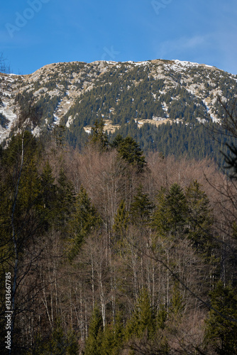 Rocky forested hillside with trees........