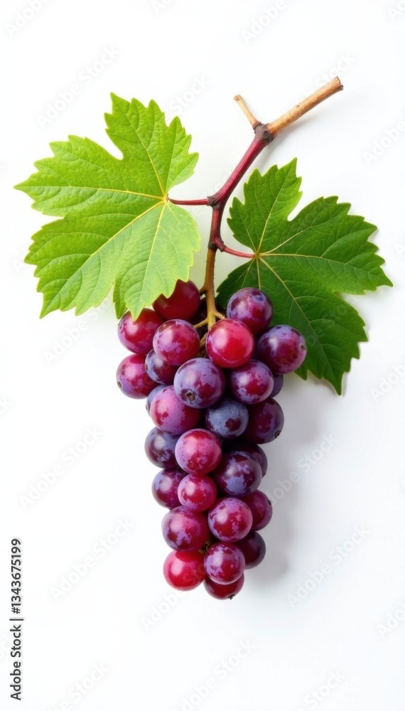 Fototapeta premium Small branch of grape vine on white background, leafy, vineyard