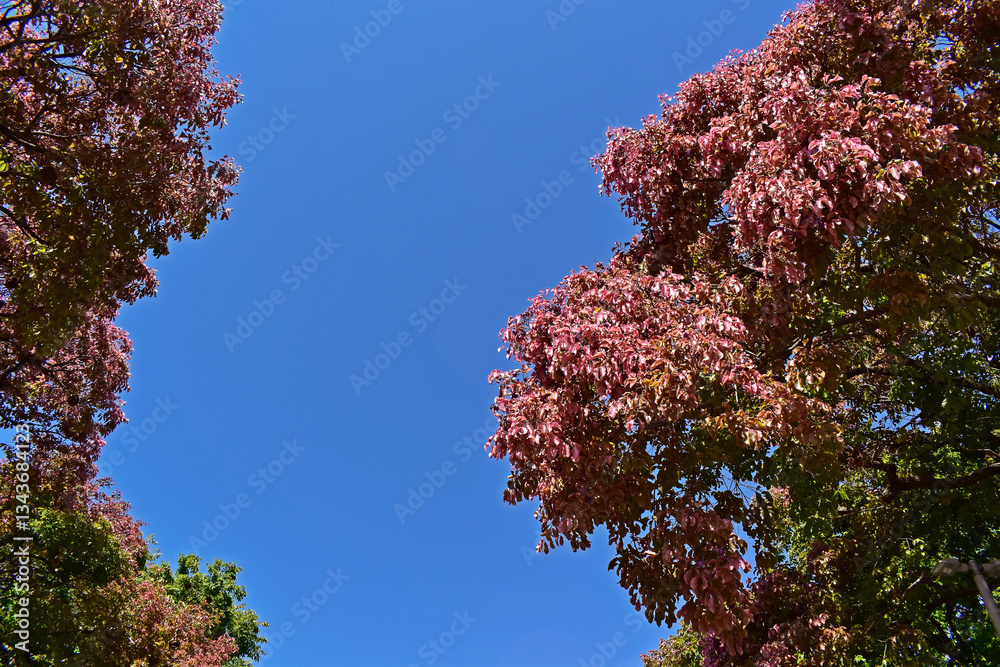 Monkey pot tree leaves (Lecythis pisonis) on tropical garden, Rio de Janeiro, Brazil