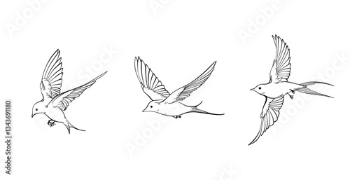 Set of line art illustration of flying swallows, elegant collection of spring birds, Outline Sketch isolated on white for postcard, freedom concept, nature theme, romantic mood, harmony state of mind