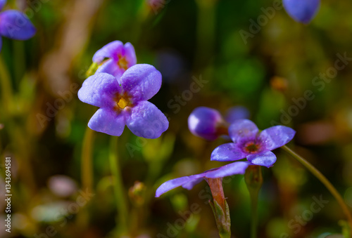 Bluets in early morning light just opened and petals still showing a bit of curl to them photo