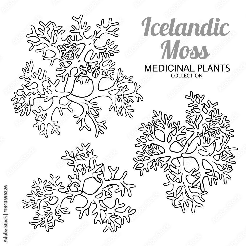 Fototapeta premium Icelandic Moss Set Outline Illustration. Ingredient for cosmetics, health care, alternative medicine. Vector isolated for design or decoration.