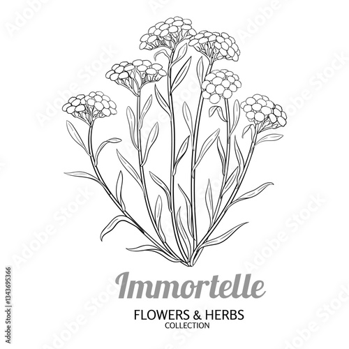 Immortelle Plant with Flowers and Leaves Outline Illustration. Essential oil ingredient for cosmetics, spa, aromatherapy, health care, alternative medicine. Vector isolated for design or decoration.