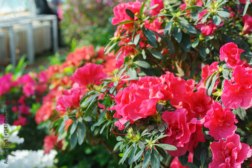 Wallpaper Mural Blooming pink japan Azalea Ericaceae bush, Rosinetta, rhododendron flower background. Evergreen decorative plant outdoor or in orangery in botanical garden. Gardeining, plant breeding Torontodigital.ca