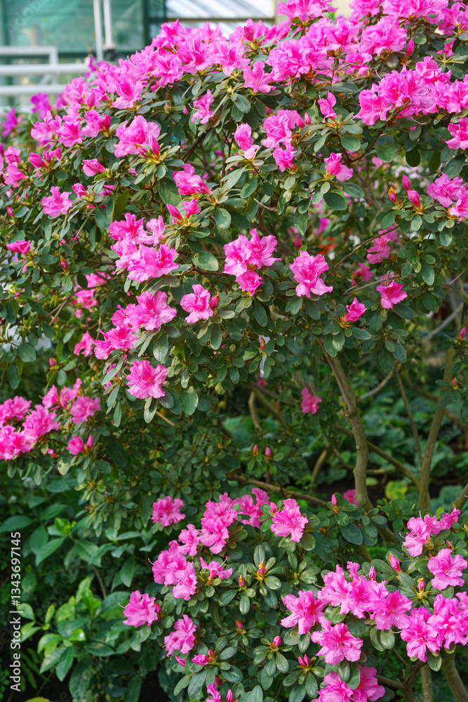 Fototapeta premium Blooming pink japan Azalea Ericaceae bush, Rosinetta, rhododendron flower background. Evergreen decorative plant outdoor or in orangery in botanical garden. Gardeining, plant breeding