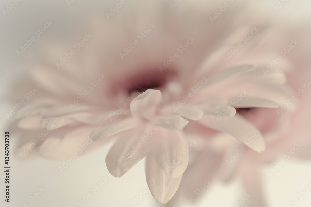 Fototapeta premium Delicate Gerbera daisy flower extreme close-up. Flower petals bokeh abstract macro photography