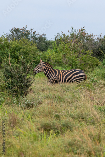 Obraz na płótnie Zebra (equus) posilająca się na sawannie, Park Narodowy Tsavo i rezerwat wzgórz Taita, Kenia w salonie