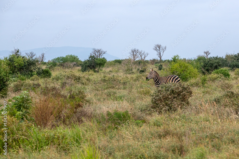 samotna Zebra (equus) spacerująca pomiędzy krzewami sawannie, Park Narodowy Tsavo i rezerwat wzgórz Taita, Kenia, Afryka