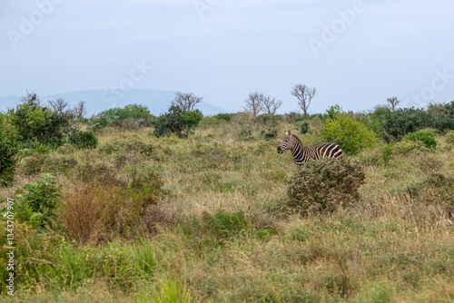 Obraz na płótnie samotna Zebra (equus) spacerująca pomiędzy krzewami sawannie, Park Narodowy Tsavo i rezerwat wzgórz Taita, Kenia, Afryka w salonie