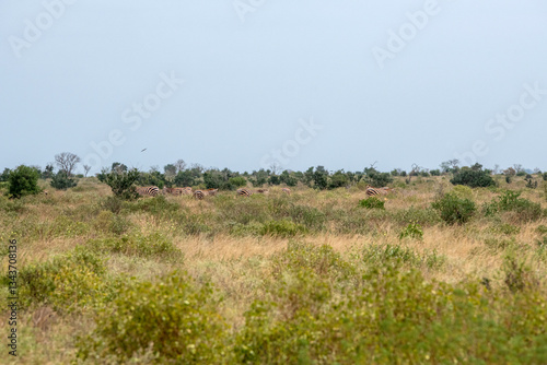 Zebra (equus), spokojne stado posilające się na sawannie, Park Narodowy Tsavo i rezerwat wzgórz Taita, Kenia