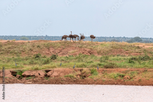 Struś północnoafrykański, struś czerwonoszyi (Struthio camelus) stado samic na sawannie, Park Narodowy Tsavo i rezerwat wzgórz Taita, Kenia