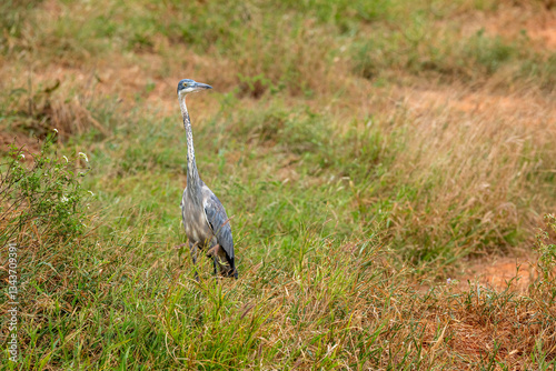 Czapla czarnogłowa (Ardea cinerea) na sawannie, Park Narodowy Tsavo i rezerwat wzgórz Taita, Kenia, Afryka