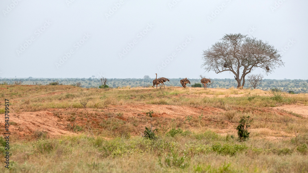 Struś północnoafrykański, struś czerwonoszyi (Struthio camelus) stado samic na sawannie, Park Narodowy Tsavo i rezerwat wzgórz Taita, Kenia