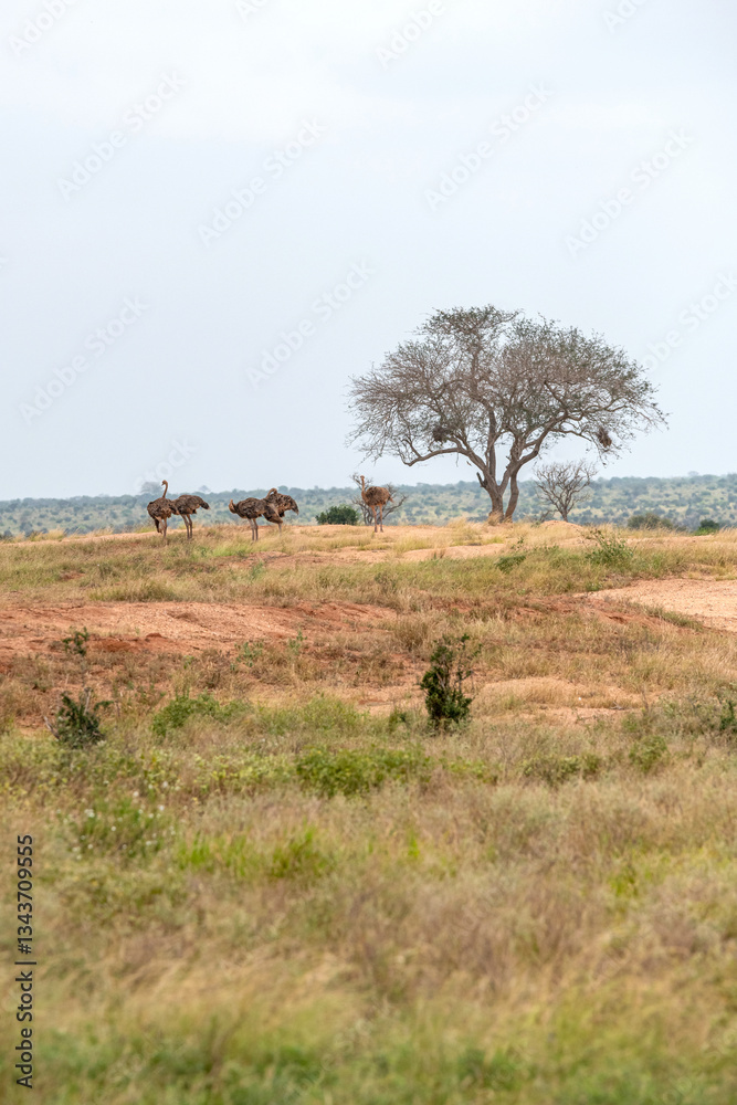 Struś północnoafrykański, struś czerwonoszyi (Struthio camelus) stado samic na sawannie, Park Narodowy Tsavo i rezerwat wzgórz Taita, Kenia