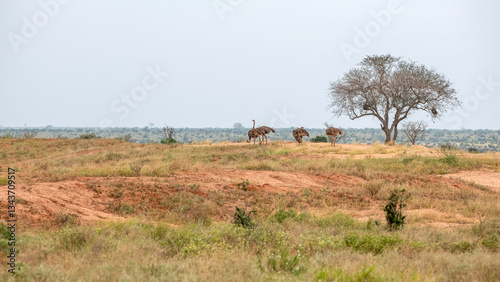 Obraz na płótnie Struś północnoafrykański, struś czerwonoszyi (Struthio camelus) stado samic na sawannie, Park Narodowy Tsavo i rezerwat wzgórz Taita, Kenia w salonie