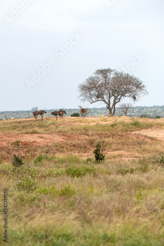 Obraz na płótnie Struś północnoafrykański, struś czerwonoszyi (Struthio camelus) stado samic na sawannie, Park Narodowy Tsavo i rezerwat wzgórz Taita, Kenia w salonie
