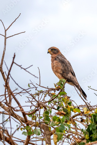 Obraz na płótnie Sokół wędrowny (Falco peregrinus), Park Narodowy Tsavo i rezerwat wzgórz Taita, Kenia w salonie