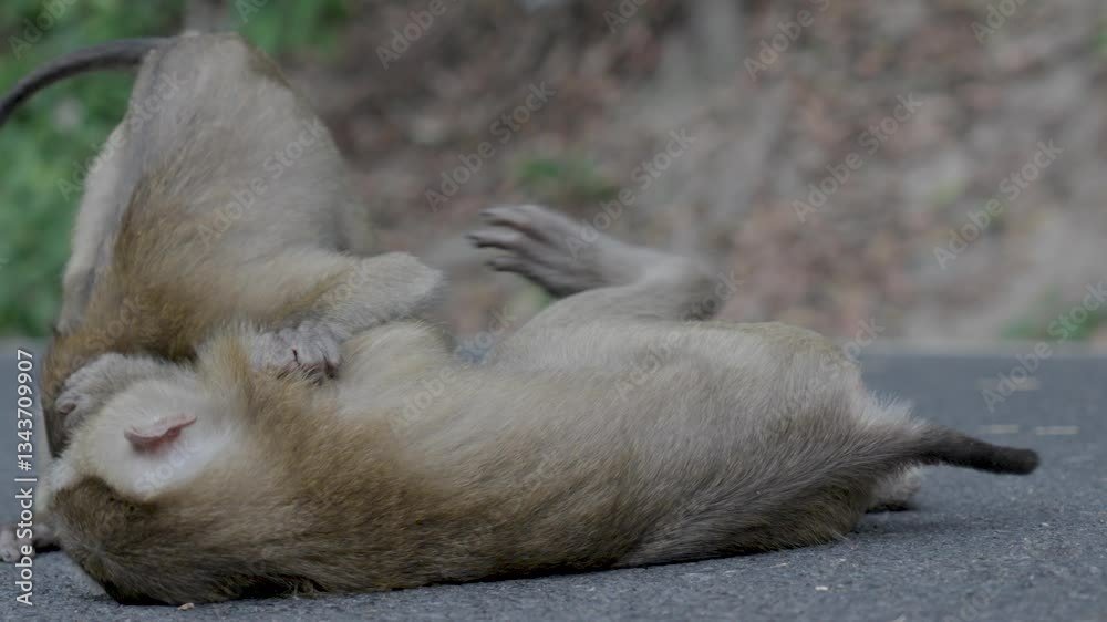 Two macaques rolling and playing on a road in Phuket, Thailand Two macaques rolling and playing on a road in Phuket, Thailand