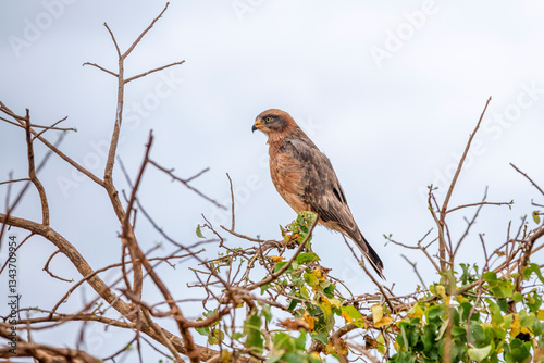 Obraz na płótnie Sokół wędrowny (Falco peregrinus), Park Narodowy Tsavo i rezerwat wzgórz Taita, Kenia, Afryka w salonie