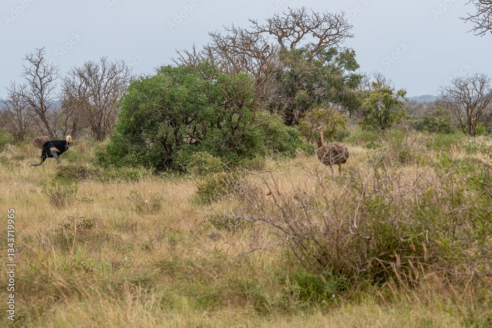 Struś północnoafrykański, struś czerwonoszyi (Struthio camelus) samotna para pasąca się na sawannie, Park Narodowy Tsavo i rezerwat wzgórz Taita, Kenia
