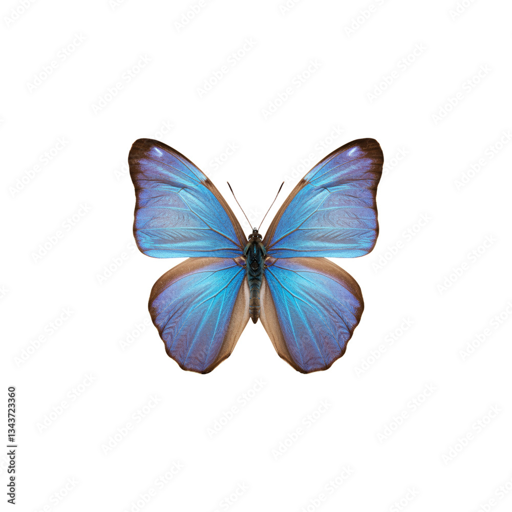 Fototapeta premium Blue butterfly isolated on transparent background. Butterfly png. Insects
