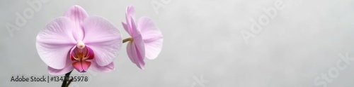 Single orchid flower on light gray background, isolated, floral