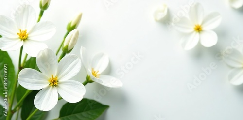 White flowers on a white background with green foliage, flowers, organic, clean