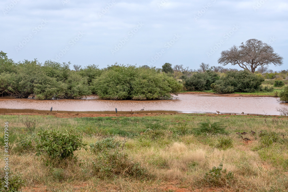 Czapla czarnogłowa (Ardea cinerea), ptaki żerujące nad brzegiem małego zbiornika wodnego na sawannie, Park Narodowy Tsavo i rezerwat wzgórz Taita, Kenia