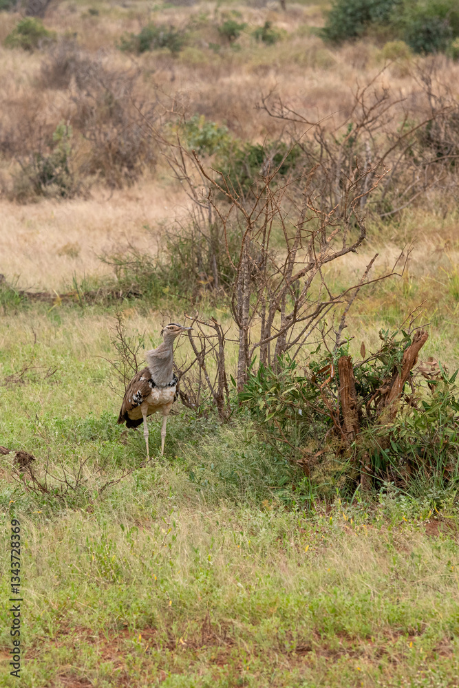 Drop olbrzymi (Ardeotis kori), zwany Kori Bustarad na trawach sawanny. Gatunek bliski zagrożenia wyginięciem. Park Narodowy Tsavo i rezerwat wzgórz Taita, Kenia, Afryka