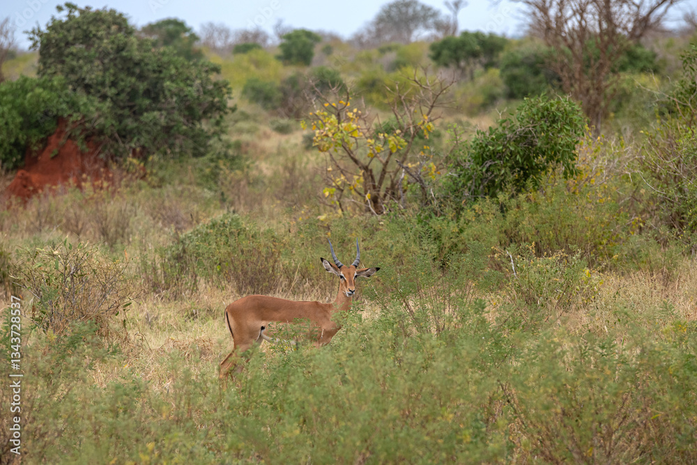 Impala - Aepyceros melampus, mała, szybka antylopa z afrykańskiej sawanny, samotna samica, Park Narodowy Tsavo i rezerwat wzgórz Taita, Kenia, Afryka