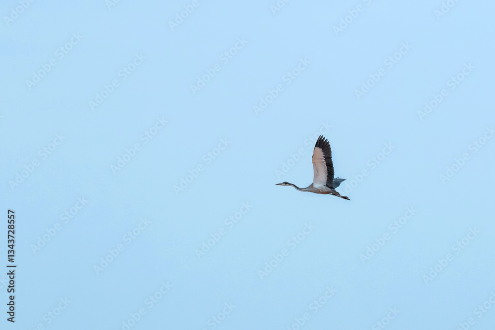 lecąca Czapla Czarnogłowa (Ardea cinerea), Park Narodowy Tsavo i rezerwat wzgórz Taita, Kenia