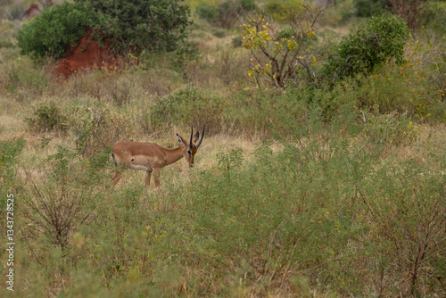 Fototapeta Naklejka Na Ścianę i Meble -   Impala - Aepyceros melampus, mała, szybka antylopa z afrykańskiej sawanny, Samiec z pięknym porożem, Park Narodowy Tsavo i rezerwat wzgórz Taita, Kenia, Afryka