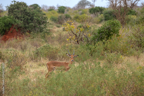 Obraz na płótnie Impala - Aepyceros melampus, mała, szybka antylopa z afrykańskiej sawanny, samotna samica, Park Narodowy Tsavo i rezerwat wzgórz Taita, Kenia, Afryka w salonie