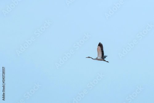 lecąca Czapla Czarnogłowa (Ardea cinerea), Park Narodowy Tsavo i rezerwat wzgórz Taita, Kenia