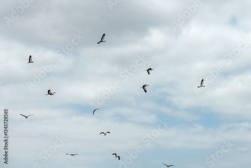 Czaple Czarnogłowe (Ardea cinerea)lecące stado na tle pochmurnego nieba, Park Narodowy Tsavo i rezerwat wzgórz Taita, Kenia