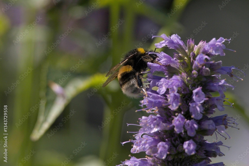 Bee collecting nectar from a purple flower. Bee collecting nectar from a purple flower.