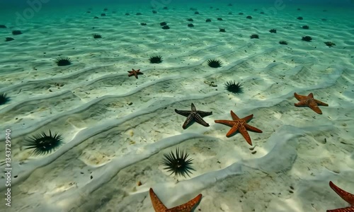 Underwater Scene with Starfish and Sea Urchins