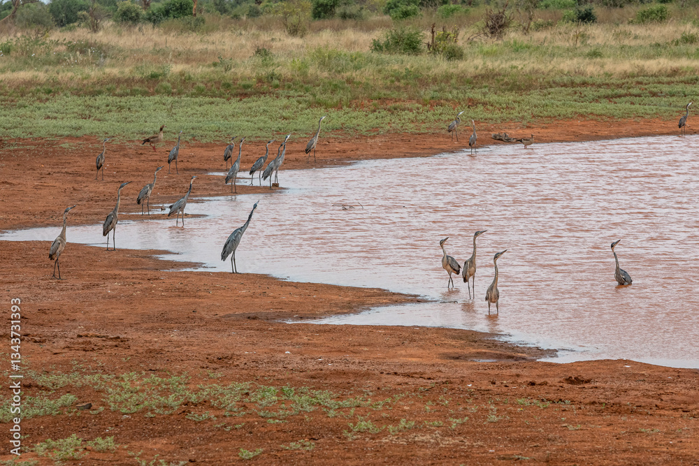 Czapla czarnogłowa (Ardea cinerea), stado żerujące nad brzegiem małego zbiornika wodnego na sawannie, Park Narodowy Tsavo i rezerwat wzgórz Taita, Kenia