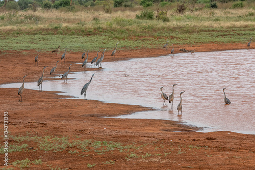 Czapla czarnogłowa (Ardea cinerea), stado żerujące nad brzegiem małego zbiornika wodnego na sawannie, Park Narodowy Tsavo i rezerwat wzgórz Taita, Kenia