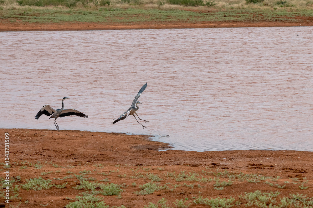 dwie lądujące Czaple Czarnogłowe (Ardea cinerea) przez zbiorniku wodnym, Park Narodowy Tsavo i rezerwat wzgórz Taita, Kenia