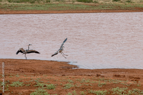 Obraz na płótnie dwie lądujące Czaple Czarnogłowe (Ardea cinerea) przez zbiorniku wodnym, Park Narodowy Tsavo i rezerwat wzgórz Taita, Kenia w salonie