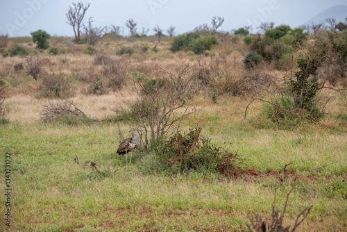 Drop olbrzymi (Ardeotis kori), zwany Kori Bustarad na trawach sawanny. Gatunek bliski zagrożenia wyginięciem. Park Narodowy Tsavo i rezerwat wzgórz Taita, Kenia, Afryka © Kamil_k2p