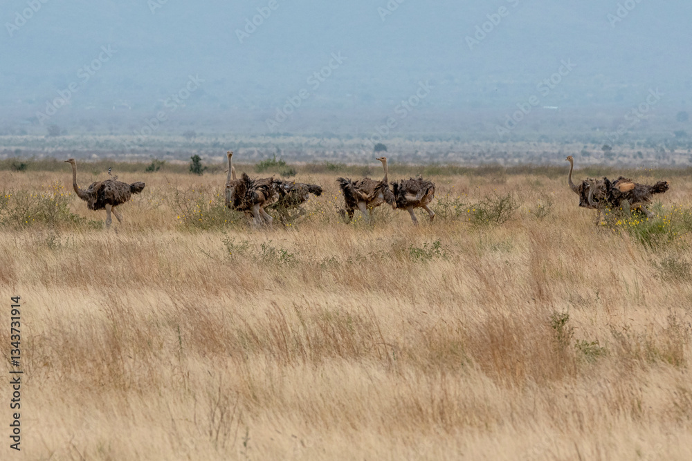 Struś północnoafrykański, struś czerwonoszyi (Struthio camelus) duże stado na sawanne, Park Narodowy Tsavo i rezerwat wzgórz Taita, Kenia, Afryka Struś północnoafrykański, struś czerwonoszyi (Struthio camelus) duże stado na sawanne, Park Narodowy Tsavo i rezerwat wzgórz Taita, Kenia, Afryka