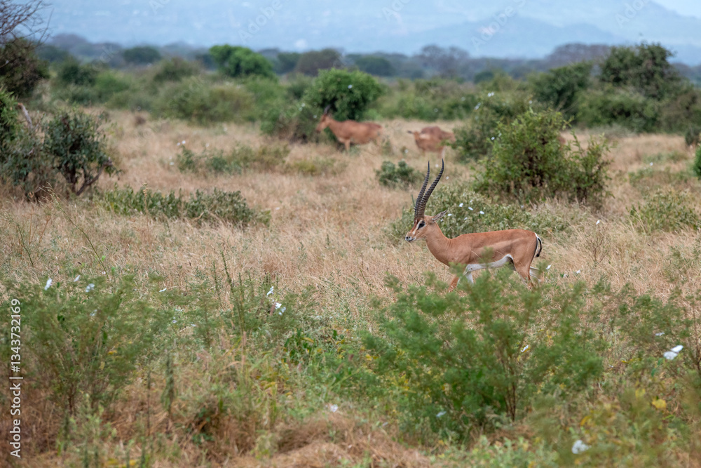 Grant's gazelle (Nanger granti), piękny samiec z ogromnymi rogami spacerujący na sawannie w Park Narodowy Tsavo i rezerwat wzgórz Taita, Kenia