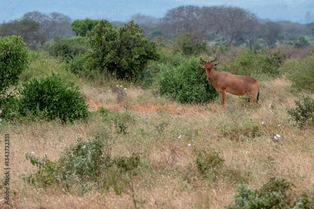 Bawolec krowi (alcelaphus buselaphus), rzadki rozglądający się po sawannie w Park Narodowy Tsavo East i rezerwat wzgórz Taita, Afryka