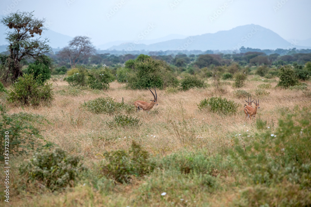 Grant's gazelle (Nanger granti) mała, szybka antylopa z afrykańskiej sawanny, małe stado wypasające się na sawannie, Park Narodowy Tsavo i rezerwat wzgórz Taita, Kenia
